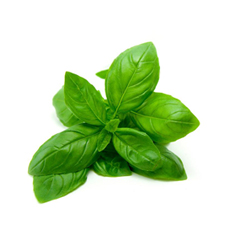 Basil